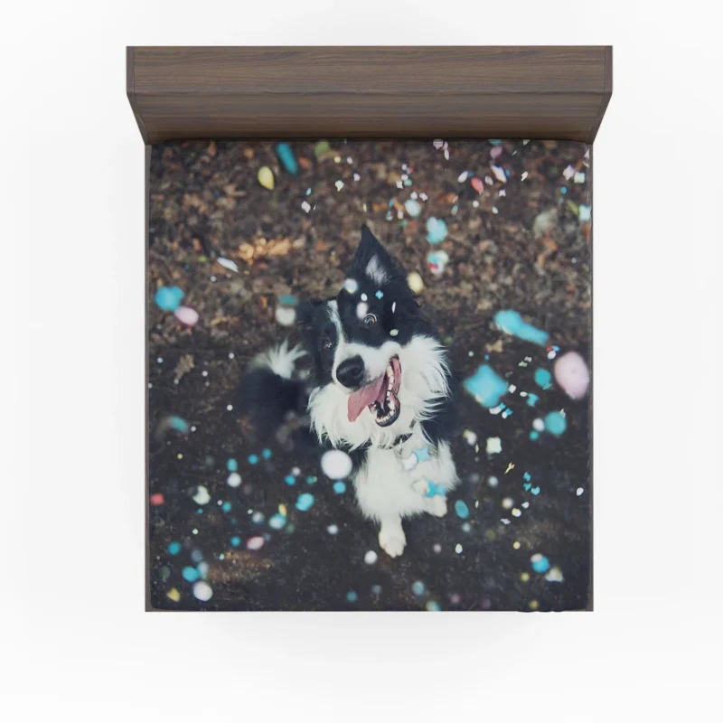 Confetti Fun with Border Collie Muzzle Fitted Sheet