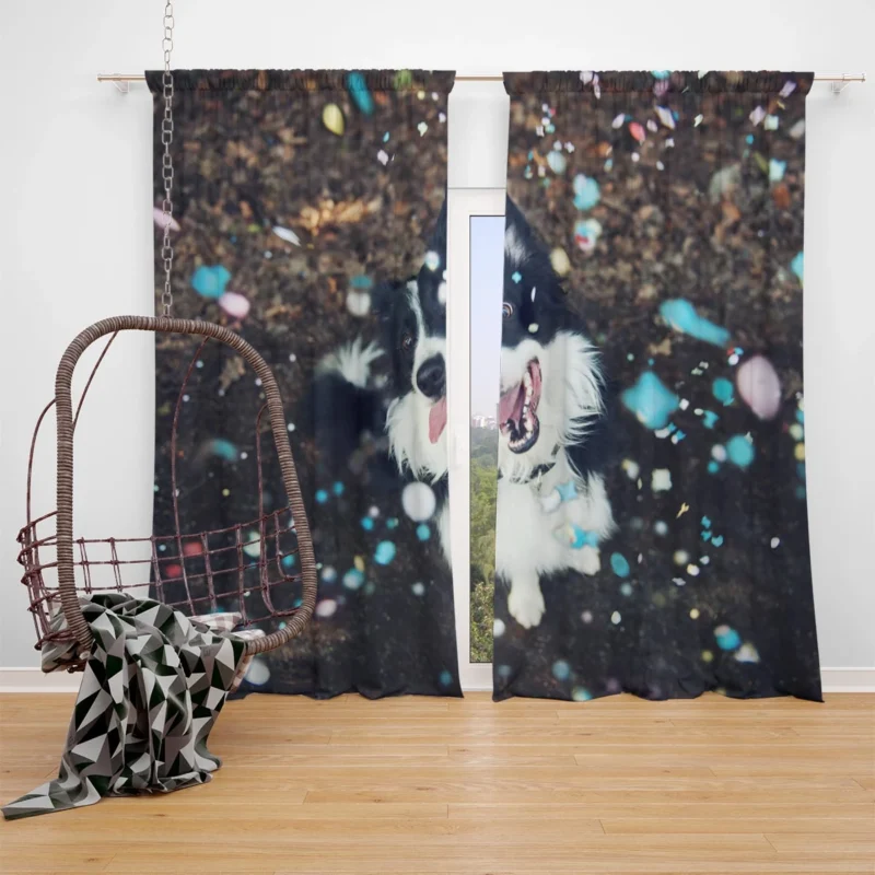 Confetti Fun with Border Collie Muzzle Window Curtain