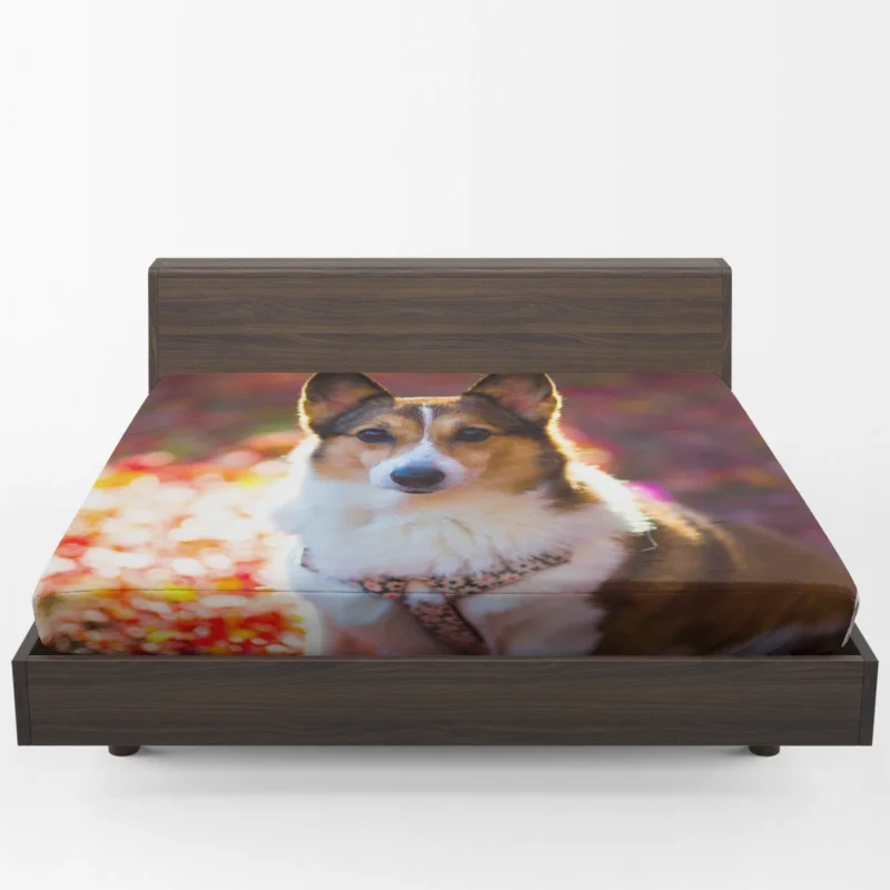 Corgi Cuteness: Fourfold Quartet Fitted Sheet 1