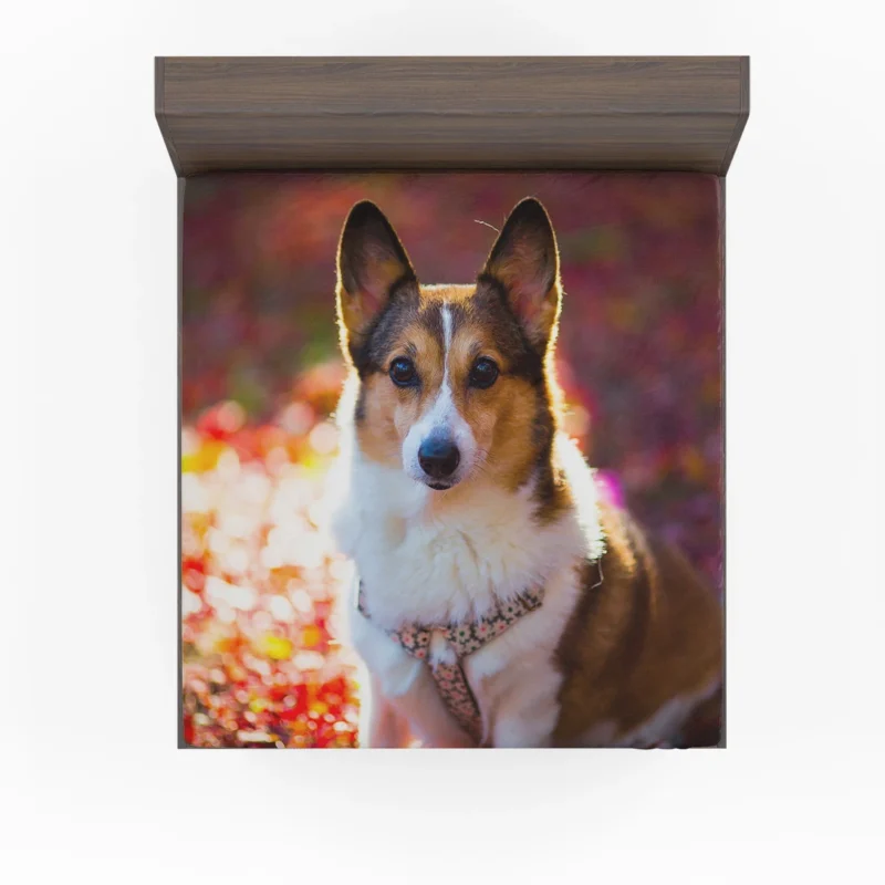 Corgi Cuteness: Fourfold Quartet Fitted Sheet