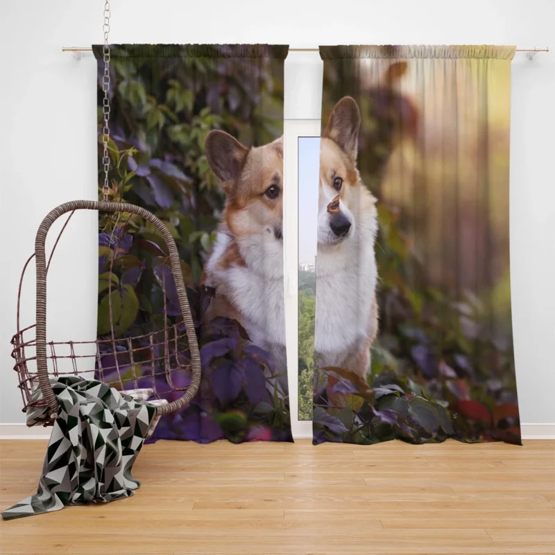 Curious Corgi: Nose Discovery Window Curtain