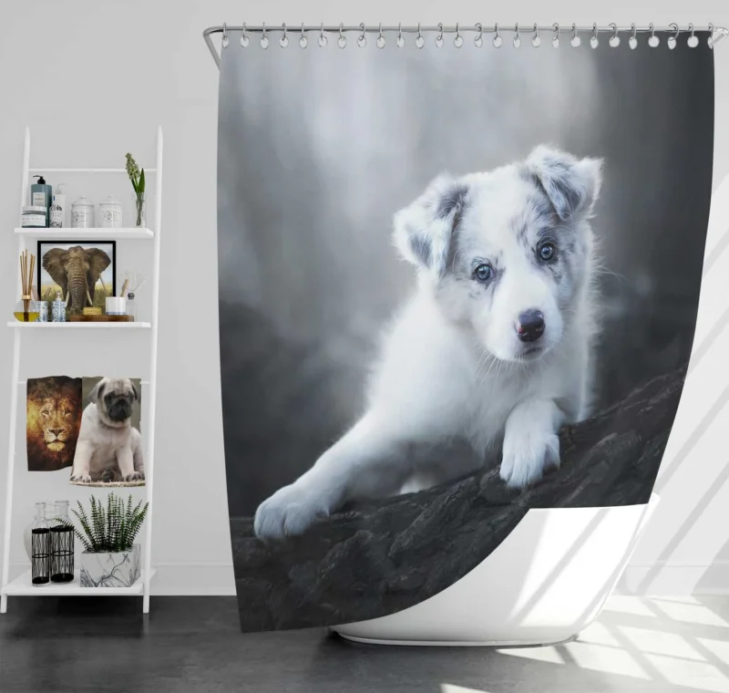 Cute Ba Puppies: Australian Shepherd Puppy Shower Curtain