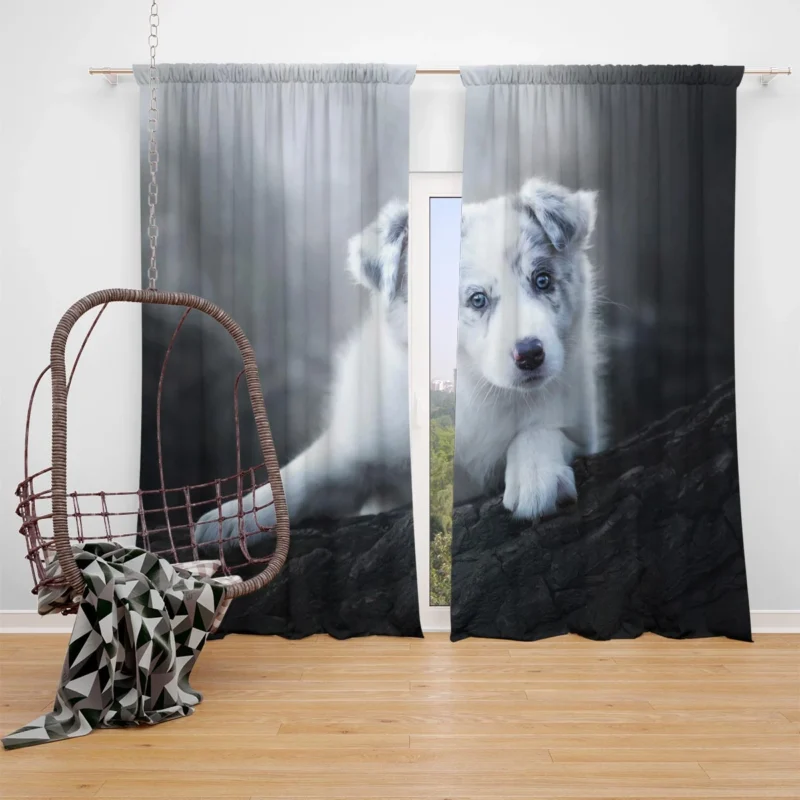 Cute Ba Puppies: Australian Shepherd Puppy Window Curtain