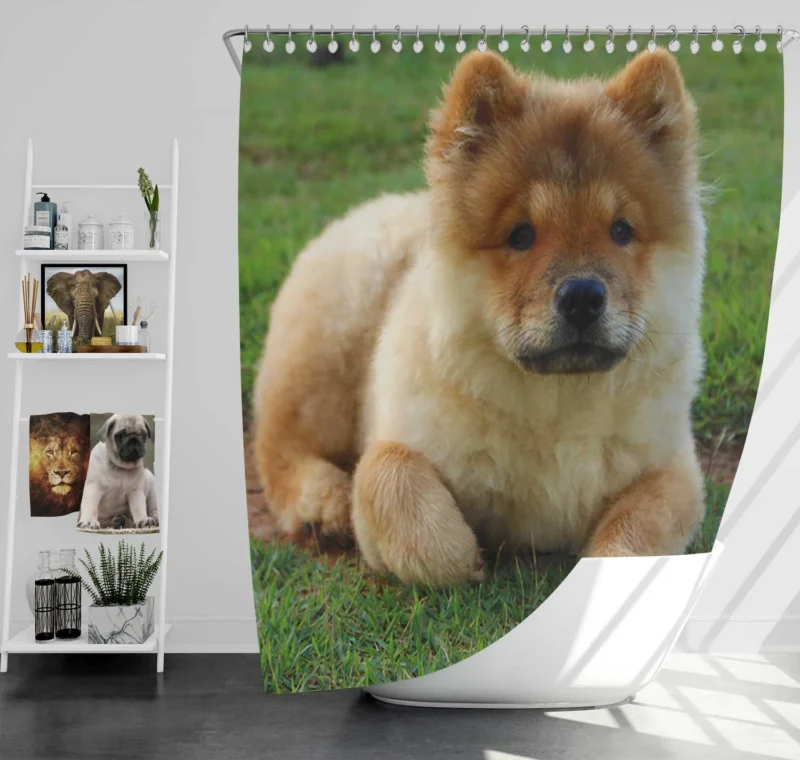 Cute Bauble: Chow Chow Quartet Shower Curtain