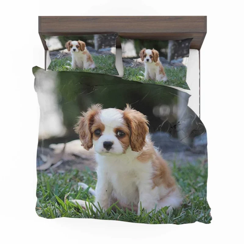 Cute Cavalier Quartet: King Cavalier Spaniel Puppies Bedding Set 1