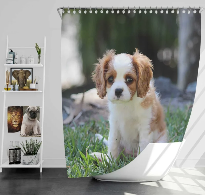 Cute Cavalier Quartet: King Cavalier Spaniel Puppies Shower Curtain