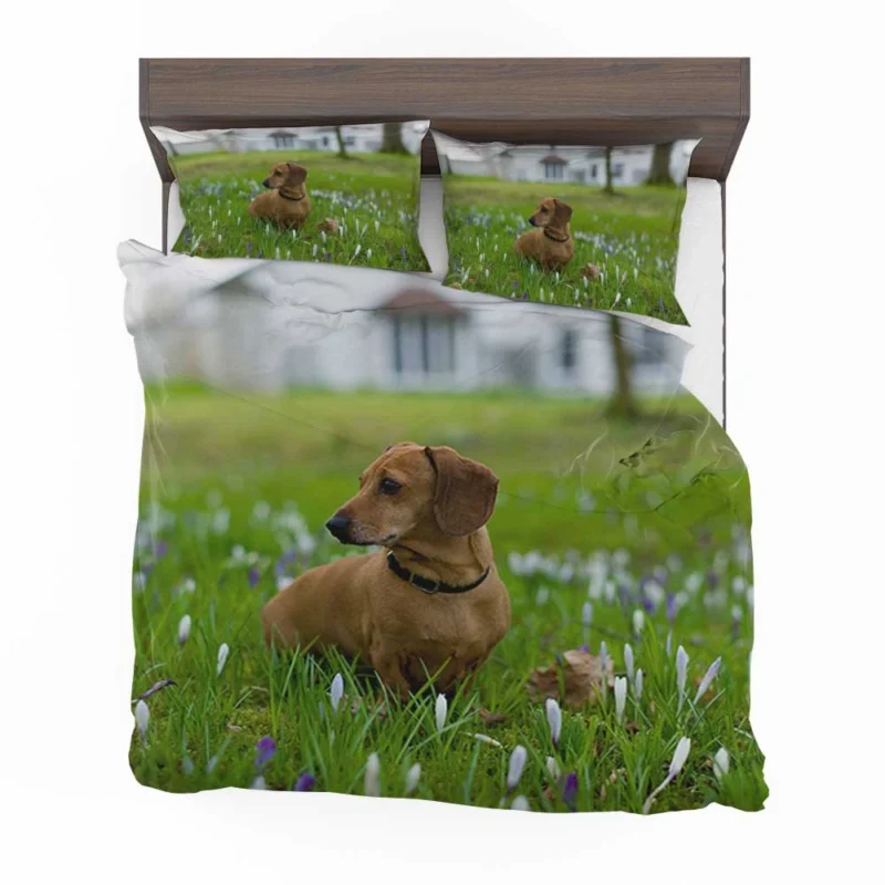 Cute Dachshund Delight: Fourfold Quartet Bedding Set 1