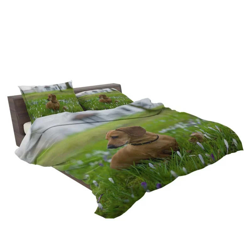 Cute Dachshund Delight: Fourfold Quartet Bedding Set 2