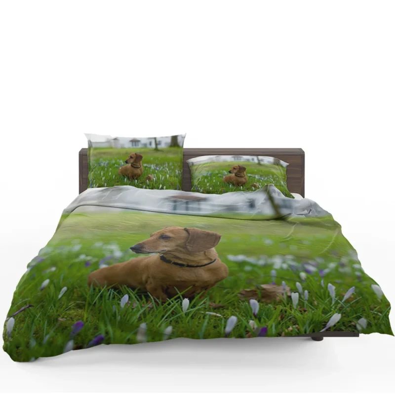 Cute Dachshund Delight: Fourfold Quartet Bedding Set