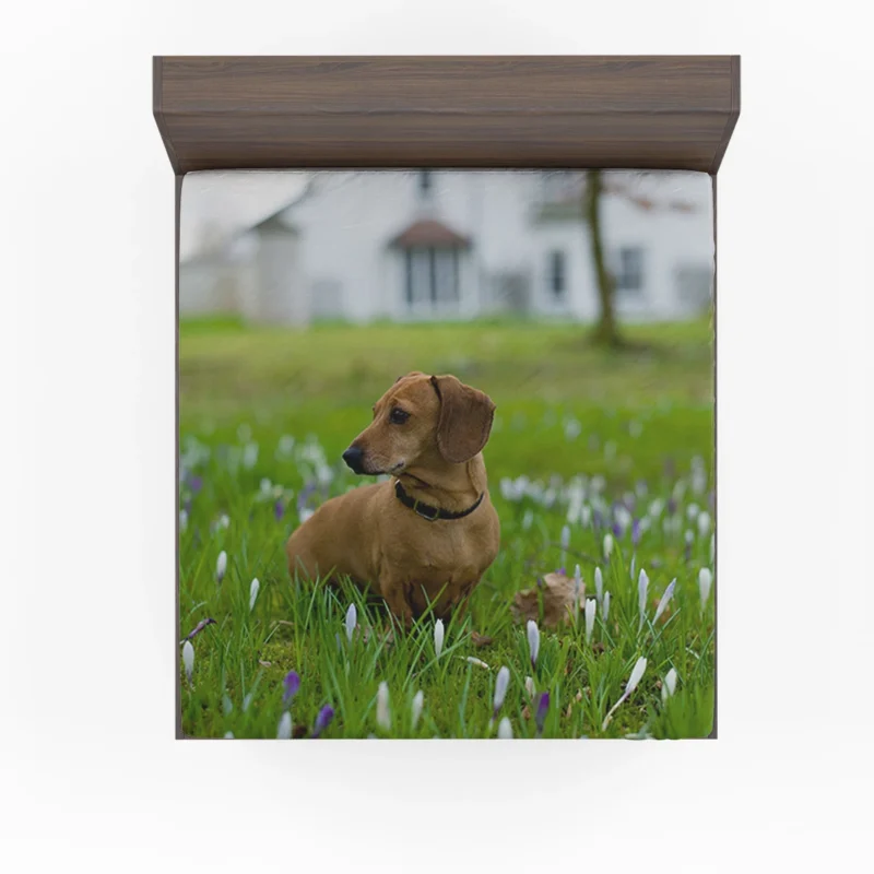 Cute Dachshund Delight: Fourfold Quartet Fitted Sheet