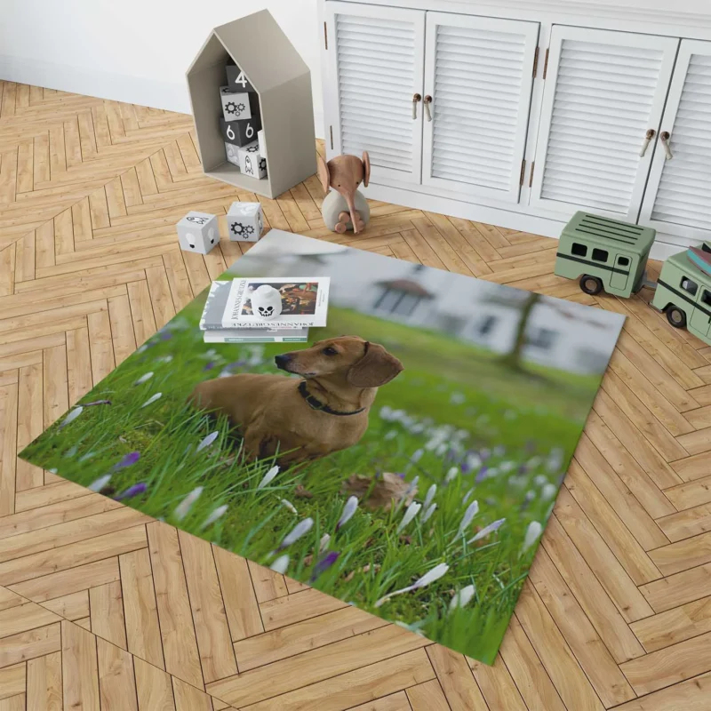 Cute Dachshund Delight: Fourfold Quartet Floor Rug 1