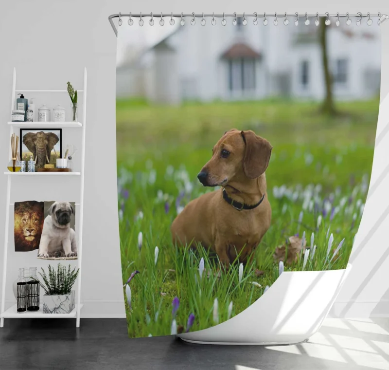 Cute Dachshund Delight: Fourfold Quartet Shower Curtain