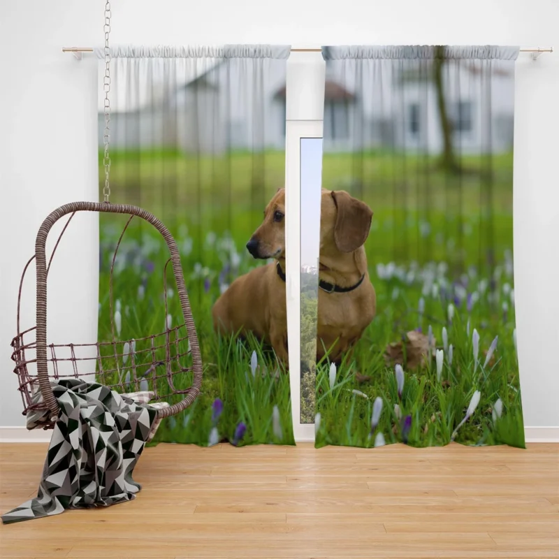 Cute Dachshund Delight: Fourfold Quartet Window Curtain