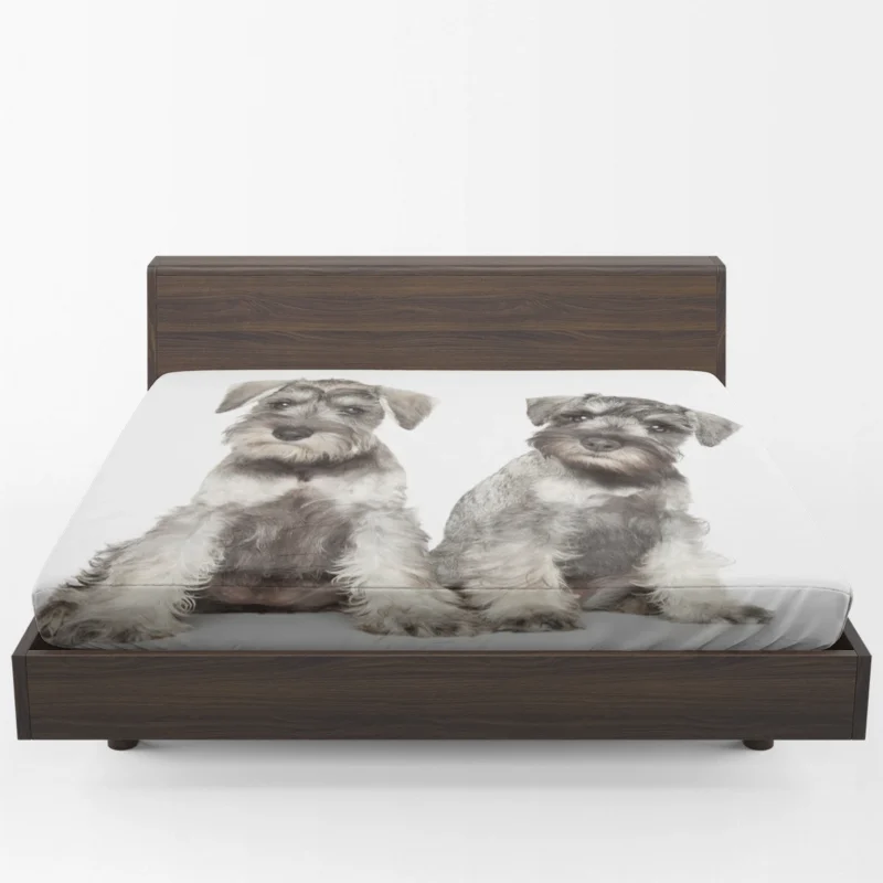 Cute Grey Schnauzers: Schnauzer Quartet Fitted Sheet 1