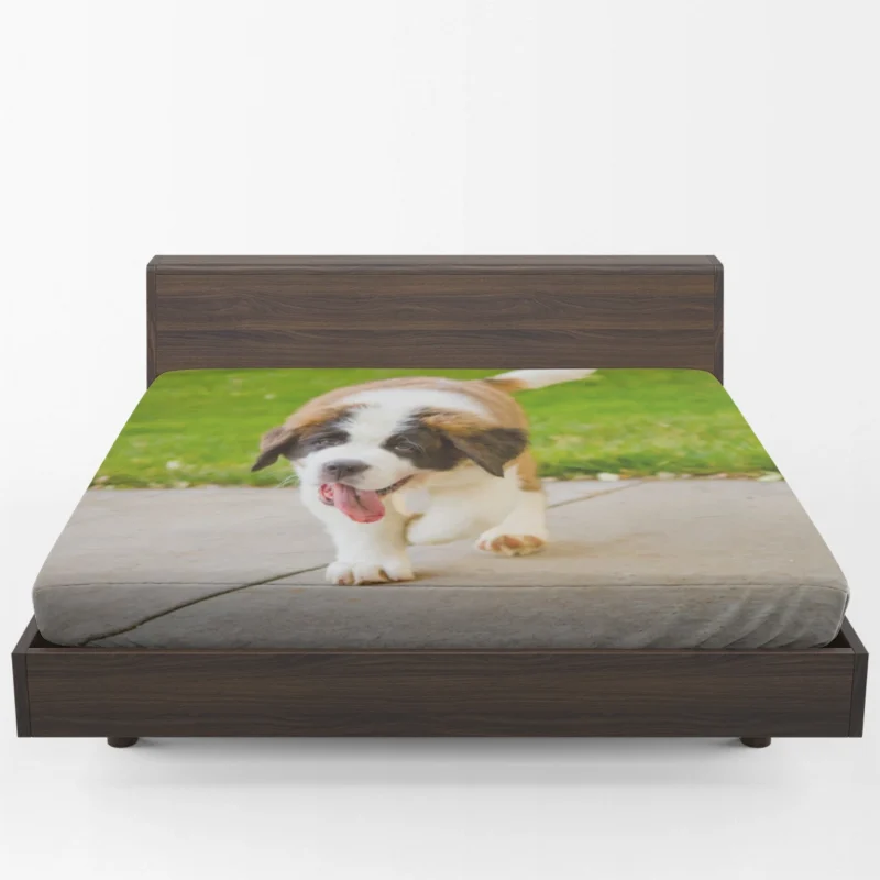 Cute Puppies: Saint Bernard Quartet Fitted Sheet 1