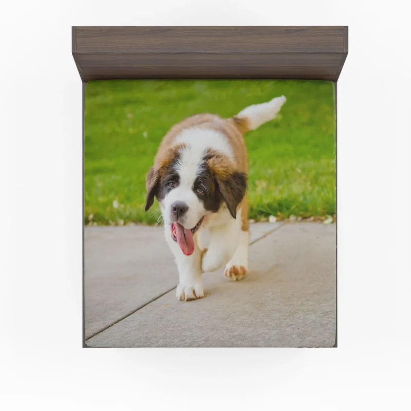 Cute Puppies: Saint Bernard Quartet Fitted Sheet