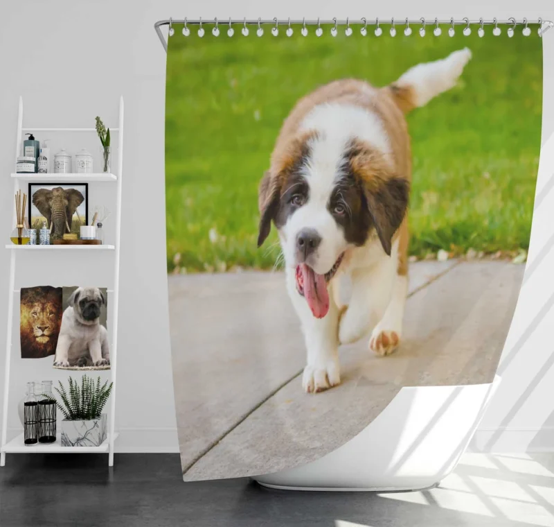 Cute Puppies: Saint Bernard Quartet Shower Curtain