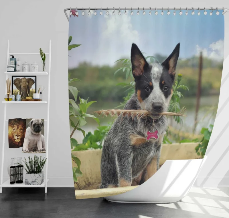 Cute Puppies and Canine Charm: Australian Cattle Dog Shower Curtain