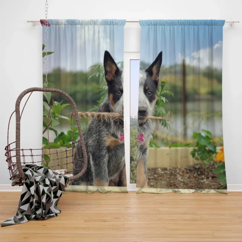 Cute Puppies and Canine Charm: Australian Cattle Dog Window Curtain