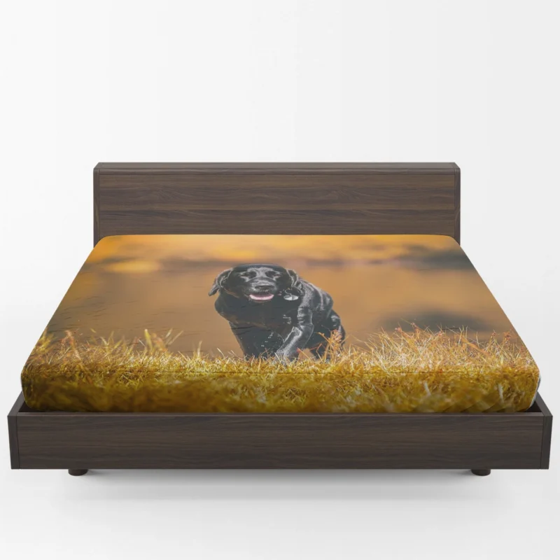 Cute Quartet of Beauty: Labrador Depth of Field Fitted Sheet 1