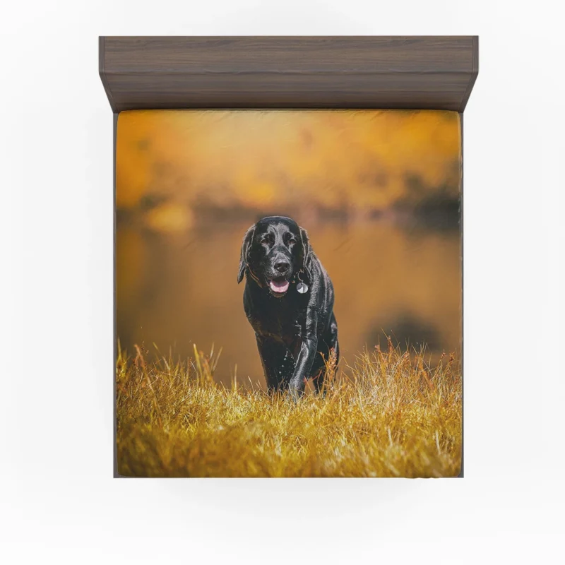 Cute Quartet of Beauty: Labrador Depth of Field Fitted Sheet