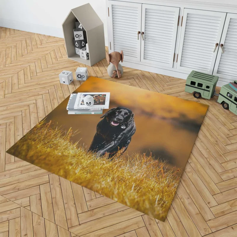 Cute Quartet of Beauty: Labrador Depth of Field Floor Rug 1