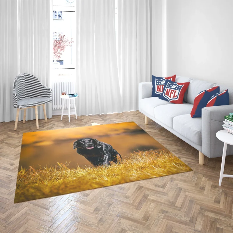 Cute Quartet of Beauty: Labrador Depth of Field Floor Rug 2