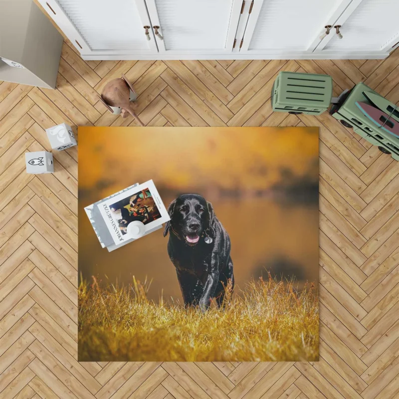 Cute Quartet of Beauty: Labrador Depth of Field Floor Rug