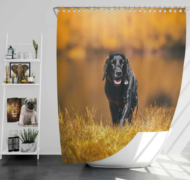 Cute Quartet of Beauty: Labrador Depth of Field Shower Curtain