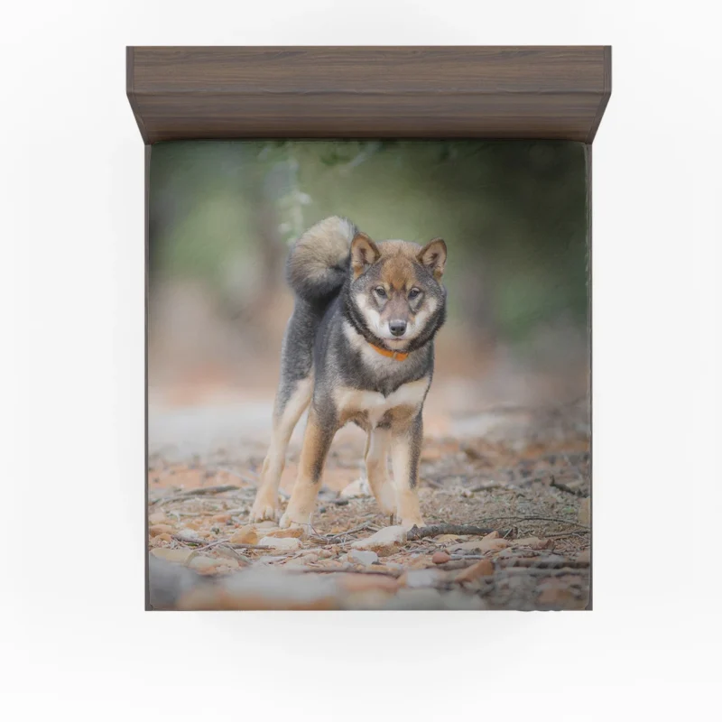 Cute Shiba Inu Puppy Amidst Depth of Field: Quartet Fitted Sheet