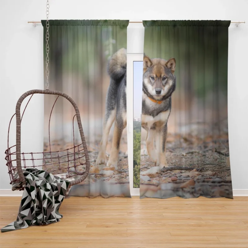 Cute Shiba Inu Puppy Amidst Depth of Field: Quartet Window Curtain