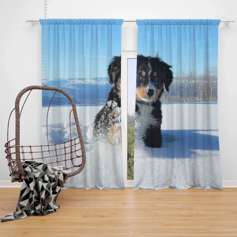 Cute Winter Moments with Snow and Bernese Ba: Bernese Mountain Puppy Window Curtain