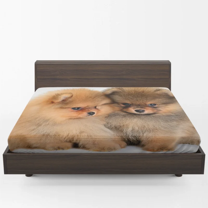 Cute and Fluffy Companions: Charming Spitz Puppies Fitted Sheet 1