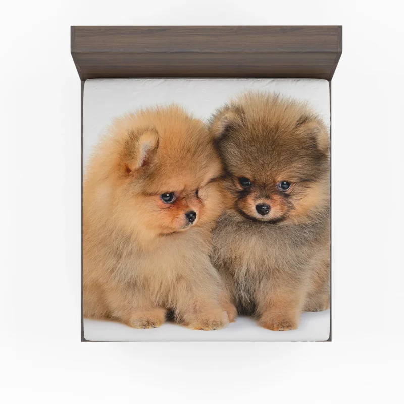 Cute and Fluffy Companions: Charming Spitz Puppies Fitted Sheet