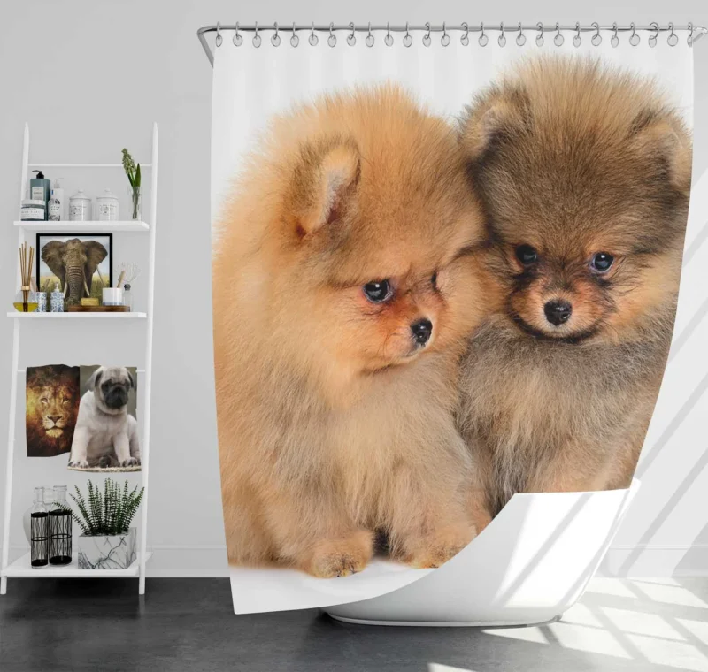 Cute and Fluffy Companions: Charming Spitz Puppies Shower Curtain