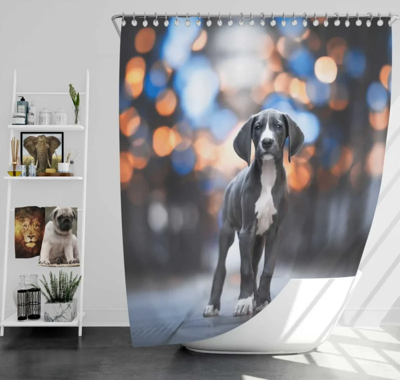 Cute and Playful Bundle: Weimaraner Puppies Shower Curtain