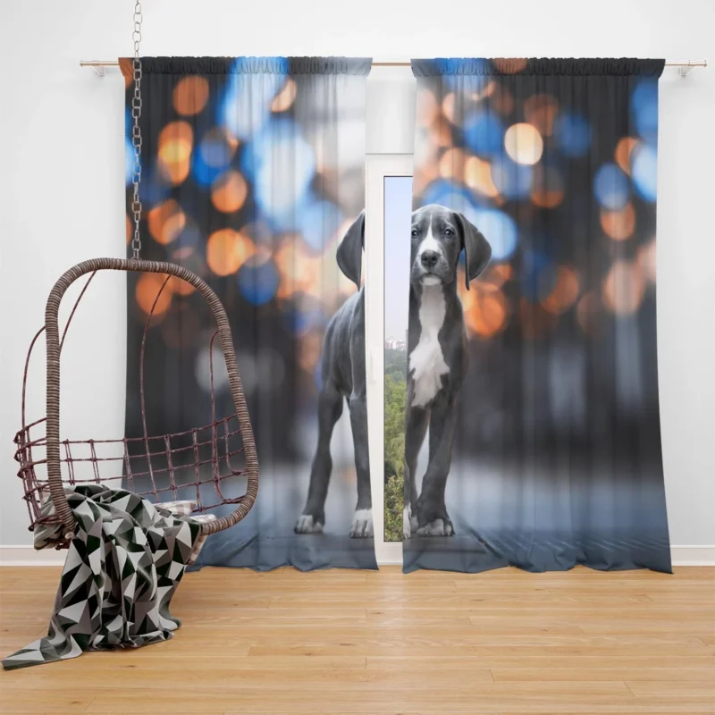 Cute and Playful Bundle: Weimaraner Puppies Window Curtain