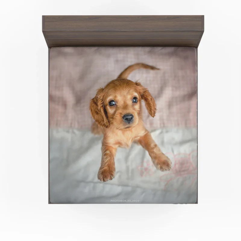 Cuteness Bauble: Cocker Spaniel Quartet Fitted Sheet