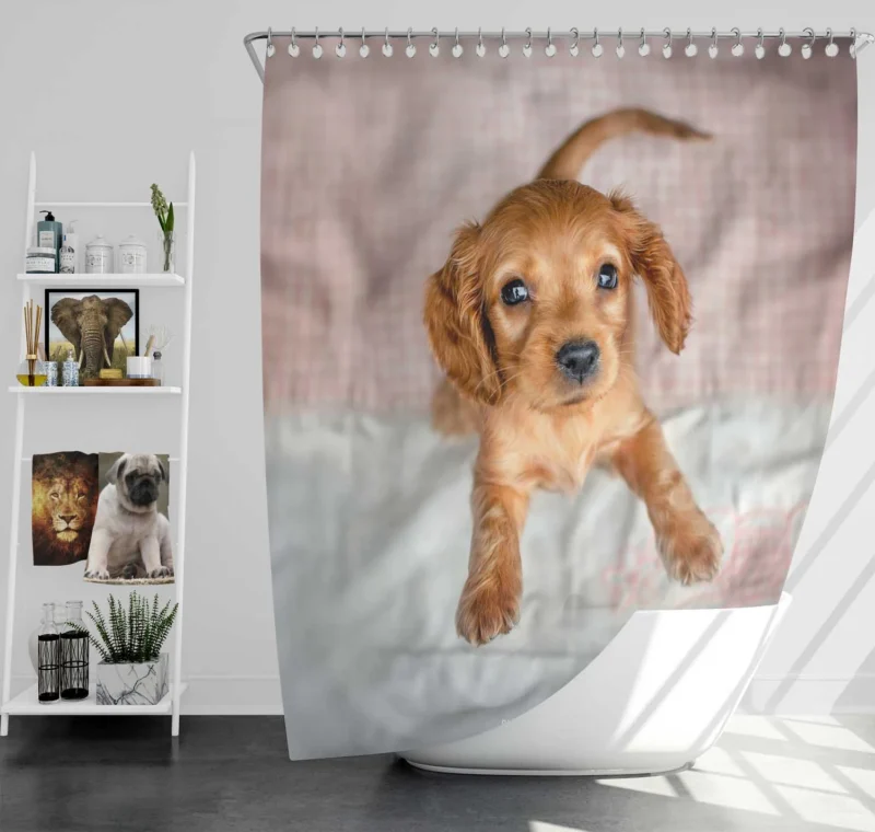 Cuteness Bauble: Cocker Spaniel Quartet Shower Curtain