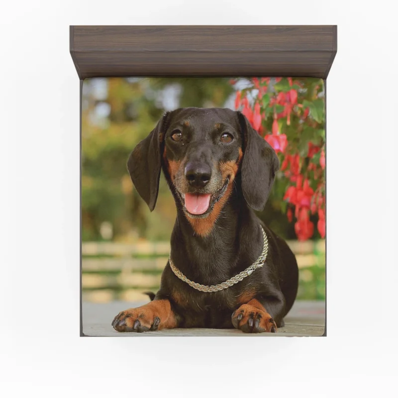 Dachshund Charm: Fourfold Quartet Fitted Sheet