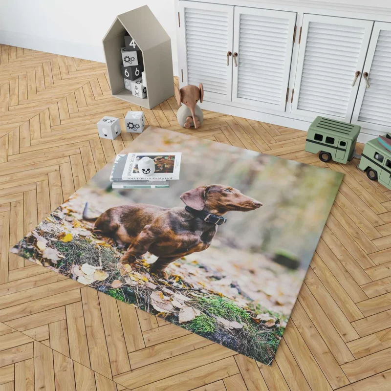 Dachshund Delight: Fourfold Quartet Floor Rug 1