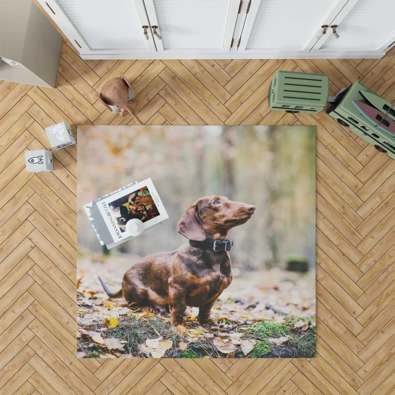 Dachshund Delight: Fourfold Quartet Floor Rug