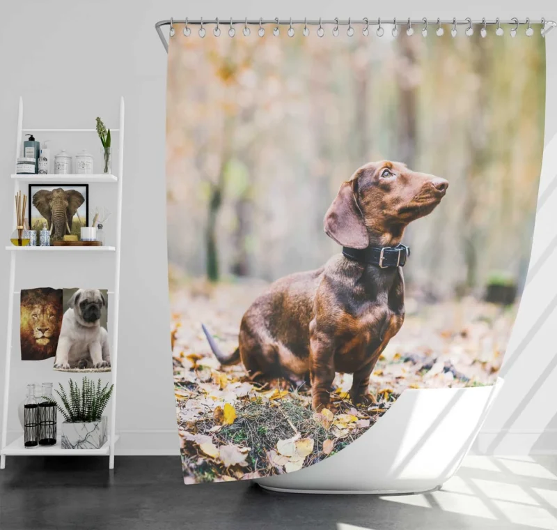 Dachshund Delight: Fourfold Quartet Shower Curtain