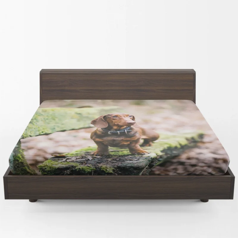 Dachshund Posing on a Bench: Quartet Fitted Sheet 1