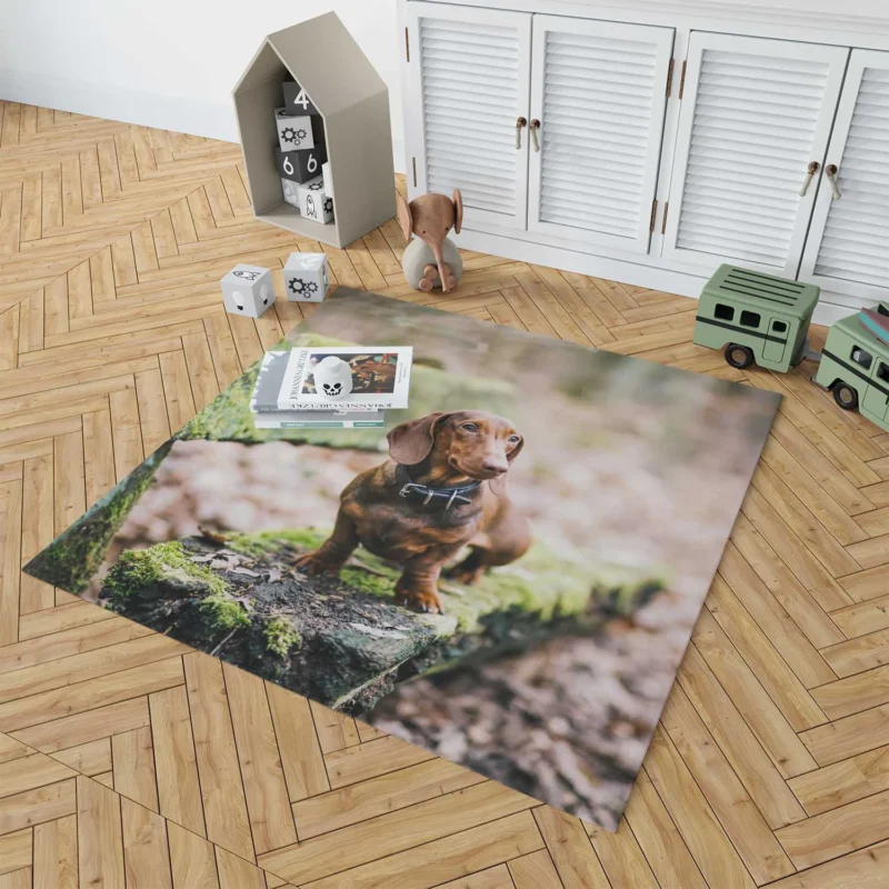 Dachshund Posing on a Bench: Quartet Floor Rug 1