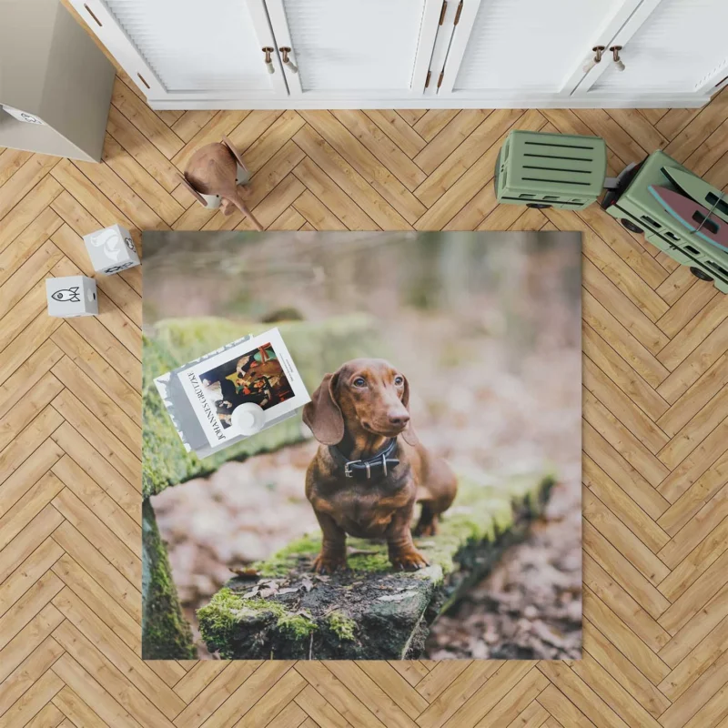 Dachshund Posing on a Bench: Quartet Floor Rug