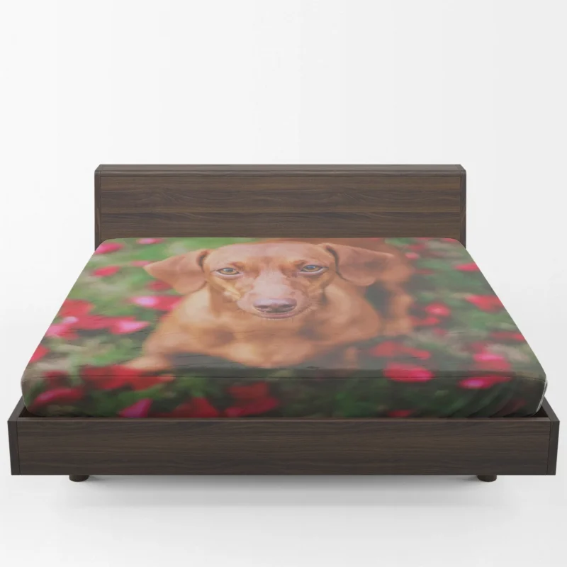 Dachshund in Muzzle Blur: Quartet Fitted Sheet 1