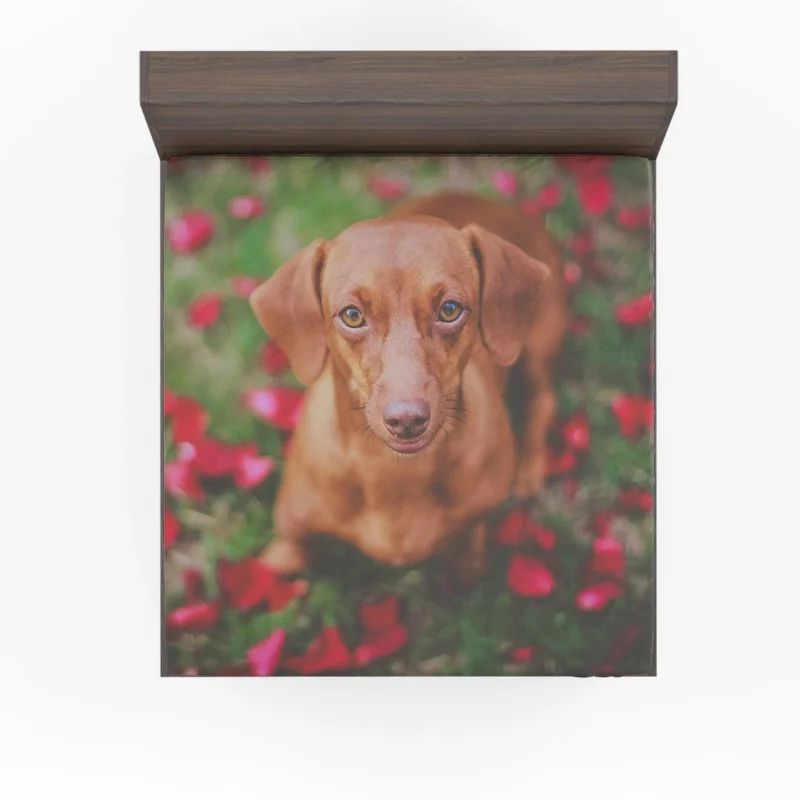 Dachshund in Muzzle Blur: Quartet Fitted Sheet