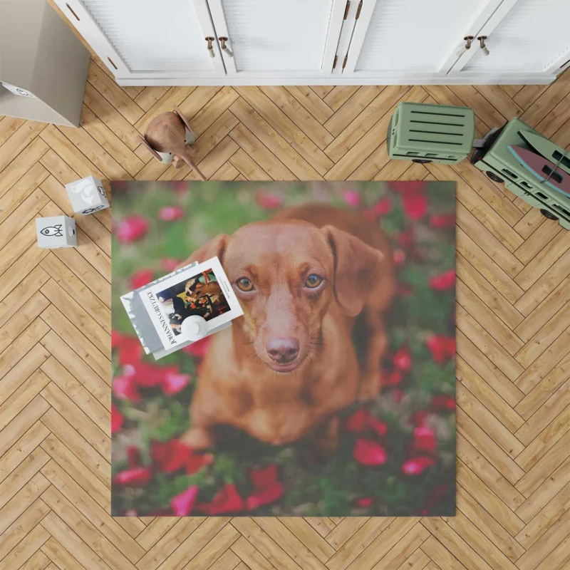 Dachshund in Muzzle Blur: Quartet Floor Rug