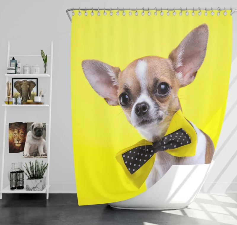 Dainty and Delightful: Chihuahua Quartet Shower Curtain